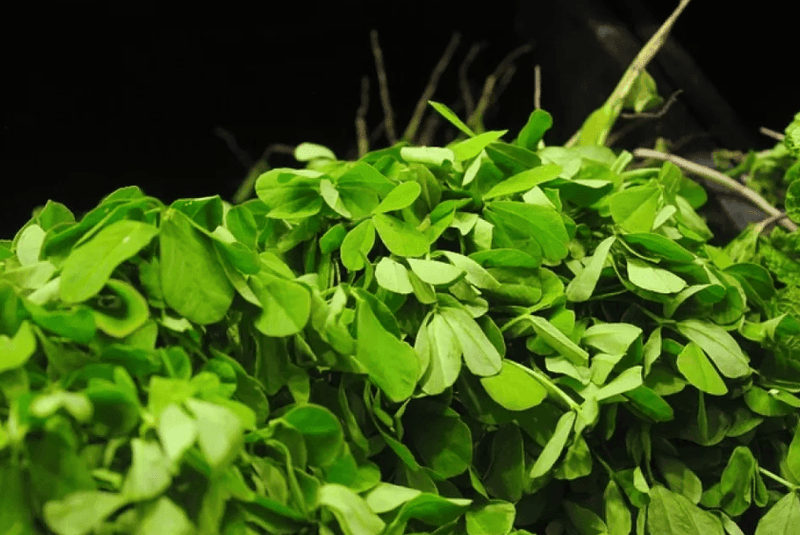 Fieno greco proprietà e principali utilizzi - Agocap Pharma & Beauty